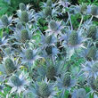 Thompson and Morgan Sea Holly  :  Eryngium giganteum Miss Wilmott's Ghost
