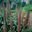 Thompson and Morgan Foxglove  :  Digitalis parviflora Milk Chocolate