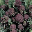 Thompson and Morgan Broccoli : Redhead Seeds