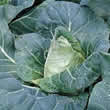 Thompson and Morgan Cabbage : Pyramid F1 Hybrid Seeds