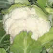 Thompson and Morgan Cauliflower : Avalanche F1 Hybrid (Summer/Autumn) Seeds
