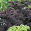Thompson and Morgan Kale : Scarlet Seeds