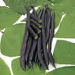 Thompson and Morgan Bean : Climbing Bean : Blauhilde Seeds