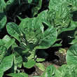 Thompson and Morgan Lettuce : Little Gem : Pearl Seeds