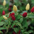 Thompson and Morgan Pepper : Chili/Hot : Prairie Fire (Atomic) Seeds