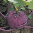Thompson and Morgan Kohl Rabi : Kolibri F1 Hybrid Seeds