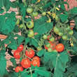 Thompson and Morgan Totem F1 Tomato Seeds