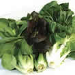 Thompson and Morgan Pak Choi Tri-coloured Mix F1 Hybrid Seeds