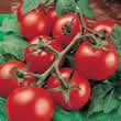 Thompson and Morgan Moneymaker Tomato Seeds