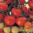 Thompson and Morgan Ailsa Craig Tomato Seeds