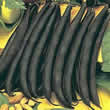 Thompson and Morgan Bean : Dwarf French Bean : Purple Teepee Seeds