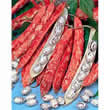 Thompson and Morgan Bean : Climbing : Borlotto Lingua di Fuoco ( Firetongue) Seeds