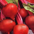 Thompson and Morgan Beetroot : Globe : Boltardy Seeds