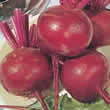 Thompson and Morgan Beetroot : Globe : Detroit 2 : Crimson Globe Seeds