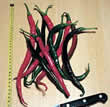 Thompson and Morgan Pepper : Chili/Hot : Pinocchios Nose (Almost Atomic) Seeds