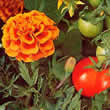 Thompson and Morgan Tomato Growing Secret Marigold Seeds