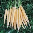 Thompson and Morgan Carrot : Creme de Lite F1 Hybrid Seeds
