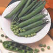 Thompson and Morgan Pea : Garden : Dorian (Mr Big) Seeds