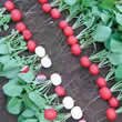 Thompson and Morgan Radish : Vienna F1 Hybrid Seeds