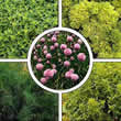 Thompson & Morgan Herbs Seeds : For Windowsills