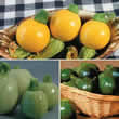 Thompson and Morgan Courgette : Tricolour F1 Hybrid Seeds
