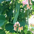 Thompson and Morgan Bean : Runner Bean : Celebration Seeds
