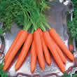 Thompson and Morgan Carrot : Tendersnax F1 Hybrid Seeds