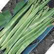 Thompson and Morgan Runner Bean : Polestar Seeds