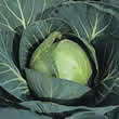 Thompson and Morgan Cabbage : Autumn : Minicole F1 Seeds