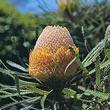 Thompson and Morgan Australian Honeysuckle  :  Banksia hookeriana