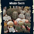 Thompson and Morgan Exotic : Cactus Special Mixed