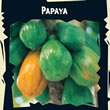 Thompson and Morgan Exotic : Papaya (Carica Papaya)