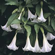 Thompson and Morgan Angels Trumpet  :  Brugmansia suaveolens