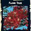 Thompson and Morgan Flame Tree  :  Exotic : Flame Tree (Delonix regia)