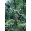 Thompson and Morgan Fan Palm; Chusan Palm; Windmill Palm  :  Trachycarpus fortunei