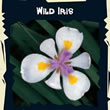 Thompson and Morgan Exotic : Iris - Wild Iris (Dietes Grandiflora)