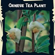 Thompson and Morgan Exotic : Chinese Tea Plant (Camellia sinansis)