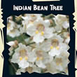 Thompson and Morgan Exotic : Indian Bean Tree (Catalpa bignonioides)