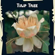 Thompson and Morgan Exotic : Tulip Tree (Liriodendron Tulipifera)