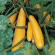 Thompson and Morgan Courgette : Parador F1 Hybrid Seeds