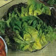 Thompson and Morgan Lettuce : Salad Leaves Mixed Seeds