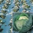 Thompson and Morgan Cabbage : Winter : Tundra F1 Seeds