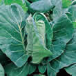 Thompson and Morgan Cabbage : Summer/Autumn : Greyhound Seeds