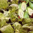 Thompson and Morgan Cabbage : Summer : Hispi F1 Hybrid Seeds