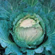 Thompson and Morgan Cabbage : Savoy January King Seeds
