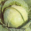 Thompson and Morgan Cabbage : Primo Seeds