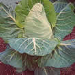 Thompson and Morgan Cabbage : Spring : April Seeds