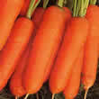 Thompson and Morgan Carrot : Nantes Frubund : Fast Crop Seeds