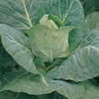 Thompson and Morgan Cabbage : Spring: Durham Early Seeds
