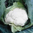 Thompson and Morgan Cauliflower : Clapton F1 Hybrid Seeds
